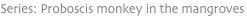 shapeimage_9_link_0